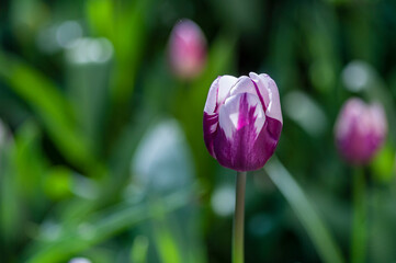 Fototapeta premium Primo piano di Tulipani fioriti. Natura in primavera, estate. Campo fiorito.