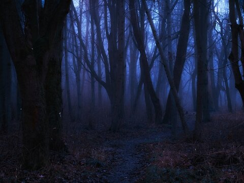 Moody dark forest in the evening. Strange autumn woods in blue color. Evil place. Gloomy forest with fog.