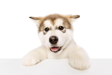Closeup of little dog, cute beautiful Malamute puppy looking at camera isolated over white background. Pet looks healthy and happy. Concept of care, love, animal life