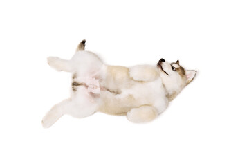 Funny little dog, cute beautiful Malamute puppy having fun isolated over white background. Pet looks healthy and happy. Concept of care, vet, animal life