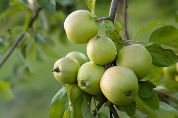Fresh green apples in eco garden