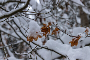 Closeup dry leaves in the snowy forest in winter season