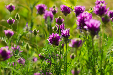 Astragalus onobrychis, of the family Fabaceae. Central Russia.