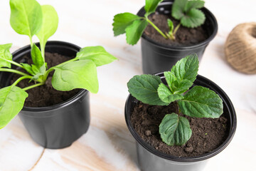 Mint, spinach, strawberries planted in pots on a wooden table. Gardening, cultivation of container plants.