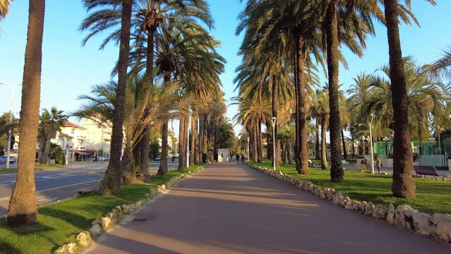 Palm trees on a walking street in Cannes, France