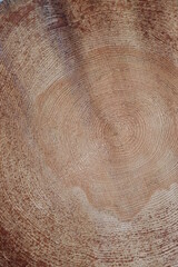 Naklejka premium ﻿Slice of a wood log