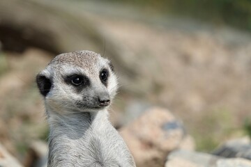 Close-up portrait of a cute meerkat or suricate - Suricata suricatta - watching out for predators. High quality photo