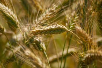 wheat fields under the sun