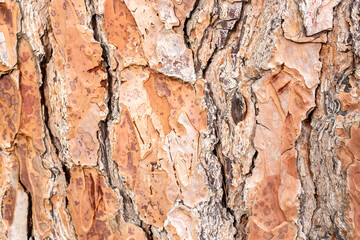 Very old tree's beautiful wooden textured abstract background 