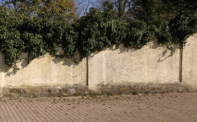 White plaster surrounding wall with creeper plant above and tiled sidewalk in front. Background for...