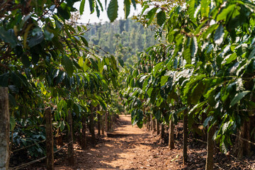 Coffee plantation in Karnataka state of India