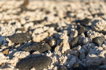 Detail of the white polychaetes that form the sand of the Las Popcorn beach. Fuerteventura, Canary Islands, Spain.