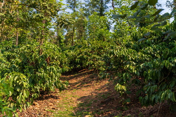 Coffee plantation in Karnataka state of India