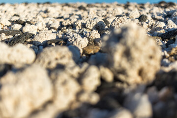 Detail of the white polychaetes that form the sand of the Las Popcorn beach. Fuerteventura, Canary Islands, Spain.