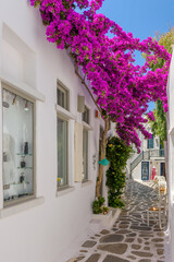 Traditional Cycladitic alley with narrow street, whitewashed facade of stores a cafe exterior and a blooming bougainvillea in Naousa  Paros island, Greece.