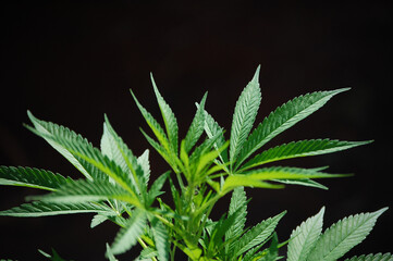 Naklejka na ściany i meble Cannabis sativa plant in focus with the black background