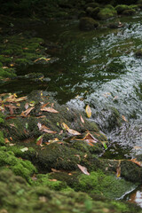 water in the river