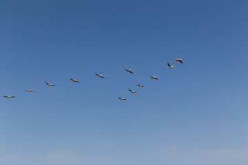 Flock of flying pelicans