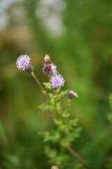 flower from ireland