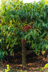 Coffee plantation in Karnataka state of India