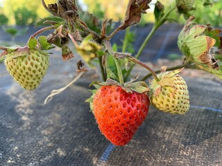 strawberries ripening on the bush, green and red strawberries, summer fruit, red strawberry,...