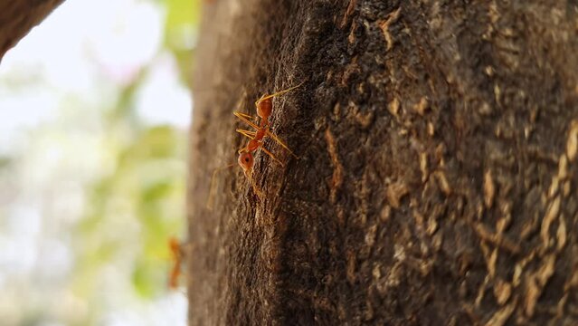A macro shot of red ant crawling on a tree trunk