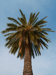 beautiful palm tree and sky background