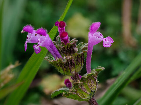 Flor de la ortiga o flor rub&iacute; 