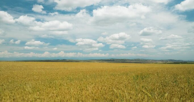 Bright yellow wheat field under blue sky with clouds in summer breeze.