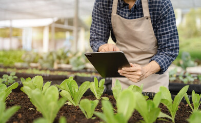 Asian farmer using hand holding tablet and organic vegetables hydroponic in greenhouse plantation. hydroponic salad vegetable garden owner working. Smart farming