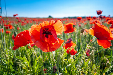Red poppy field