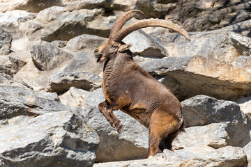 Ibex fighting - Steinbock