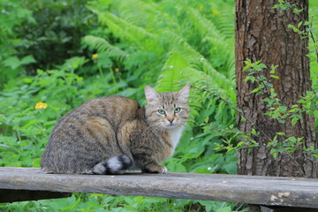 The cat is on the bench. Looks into the camera. Background of green grass and ferns
