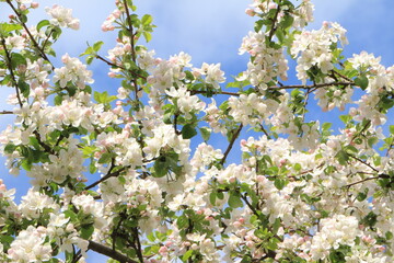 White and pink flowers on an apple tree. Blue sky background. Selective focus. Copy space