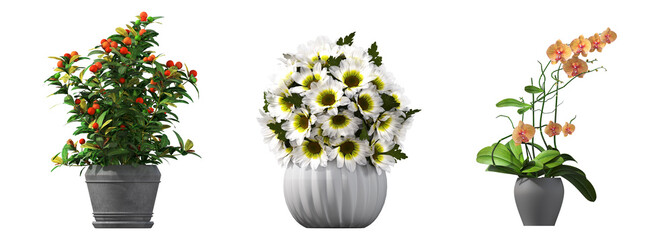 decorative flowers and plants for the interior, isolated on white background, 3D illustration, cg render