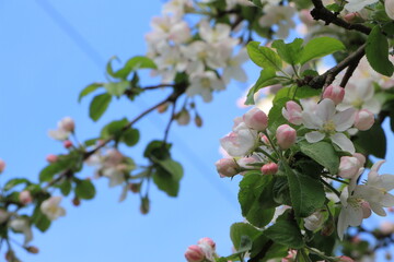 White and pink flowers on an apple tree. Blue sky background. Selective focus. Copy space