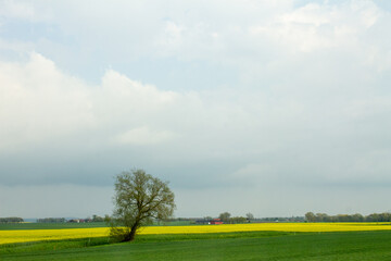 Rapeseed fields in Sweden