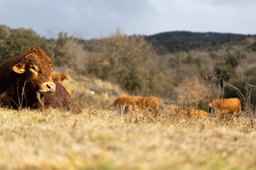 Toro de raza Limousin (limousine) descansando en un prado