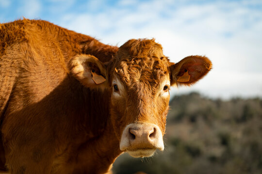 Retrato de una vaca de raza Limousin (limousine)