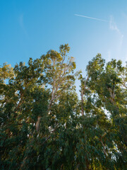 beautiful green trees on a sunny day