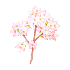 枝に付いた満開の桜の花。水彩風イラスト。