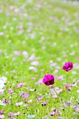 ピンクのコスモスの花畑で咲くマゼンダ色の秋桜、縦