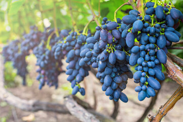 Bunches of  purple grapes on the vine in the garden. Fresh ripe juicy grapes close up, harvest time