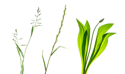 set of meadow grass isolated on transparent background, png