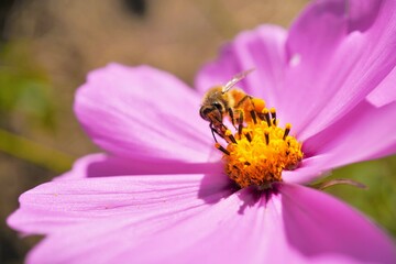 ピンクのコスモスの蜜を吸いに来たビーポーレンのついたミツバチの正面の接写