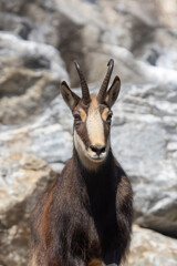 Portrait of a chamois in the mountains 