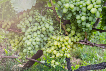 Bunches of white grapes on the vine in the garden. Fresh ripe juicy grapes close up, harvest time