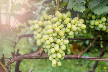 Bunches of white grapes on the vine in the garden. Fresh ripe juicy grapes close up, harvest time