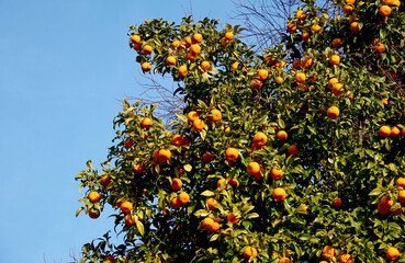 Seasonal bitter oranges on the tree