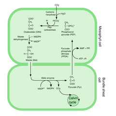 Scheme of  cycle - C4 pathway, photosynthesis. 